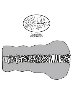 Lovetoy - Stroker Masturbator Alien's Pie 2 - Donkere Huidskleur 21 Lovetoy - Stroker Masturbator Alien's Pie 2 - Donkere Huidskleur -Cock & Ball Toys Lovetoy Stroker Masturbator ALIENS PIE 2 donkere huidskleur 10